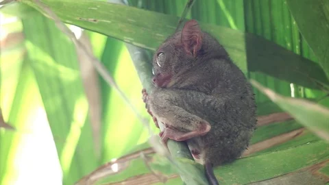 Philippine Tarsier Stock Footage 72601836