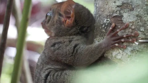 Philippine Tarsier Video stock 72601885