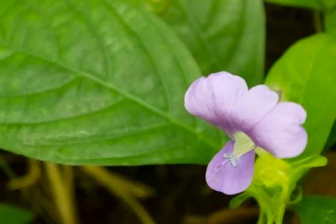 Philippine violet Stock Photos