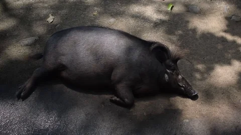 Philippine wart pig Stock Footage 113346316