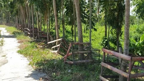 Philippines. Bamboo fence Stock Footage 254466534