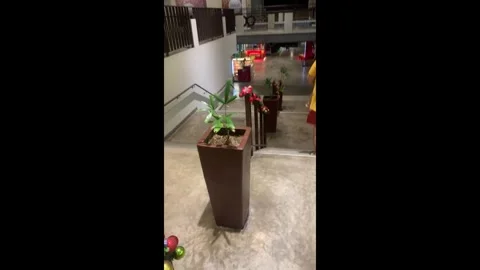 Philippines: Bizarre dancing plant that moves without being touched baffl... Stock Footage 320637496