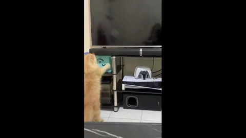 Philippines: Cat accidentally knocks speaker and keyboard off TV shelf Stock Footage 322739593