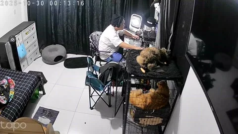 Philippines: Clever cat closes its cage as owner was busy on computer Stock Footage 320609884