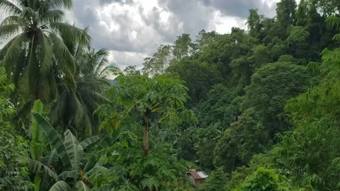 Philippines. Davao Island. Trees. Stock Footage 255171676