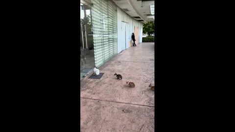 Philippines: Four hungry cats queue outside nail spa door waiting for ope... Stock Footage 324429773
