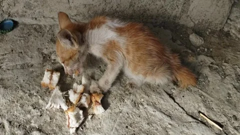 Philippines. Homeless kitten eats greedily Stock Footage 254543585