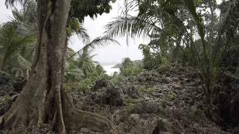 Philippines jungle Stock Footage 113120936