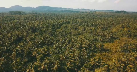 Philippines Palm Trees Stock Footage 159035981