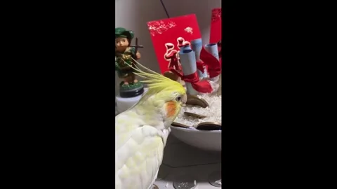 Philippines: Pampered pet cockatiel eats rice from New Year prosperity bo... Video stock 326413467