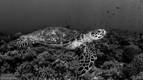 Philippines Stock Photos