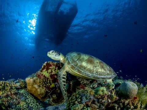 Philippines Stock Photos