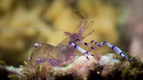 Philippines Stock Photos