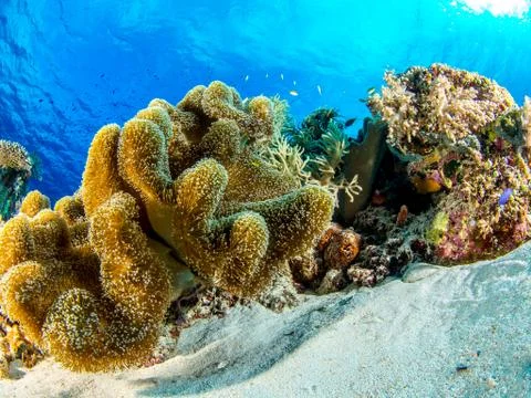 Philippines Stock Photos