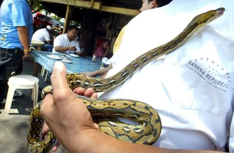 Philippines Python - May 2005 Photos