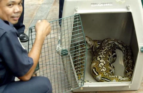 Philippines Python - May 2005 写真素材