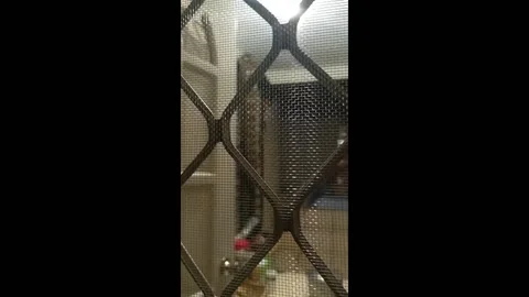 Philippines: Python spotted in Cebu City home Vidéo 290370723