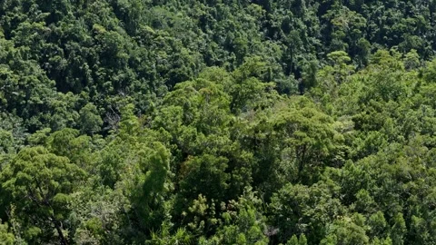 Philippines Rainforest Biodiversity – Tilt-Down Aerial Parallax View Stock Footage 299584585