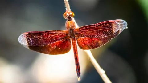 Philippines Red Dragonfly Stock Photos
