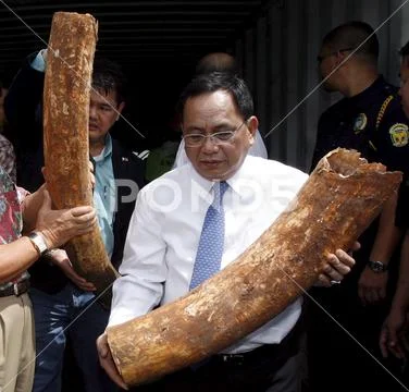 Photograph: Philippines Seize Elephant Tusks Worth 2 Million Dollars