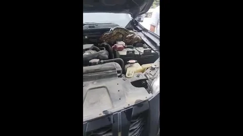 Philippines: Shocked mechanics find python inside car engine brought in f... 스톡 동영상 321519030
