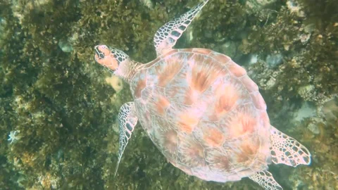 Philippines tortoise Stock Footage 216041702