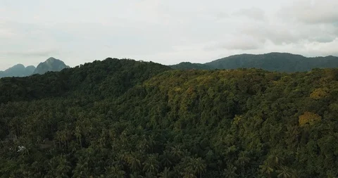 Philippines Trees (Edited) Stock Footage 87471762