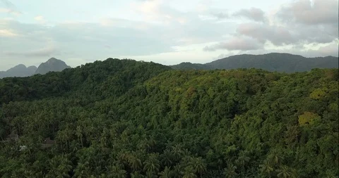 Philippines Trees Stock Footage 86477491
