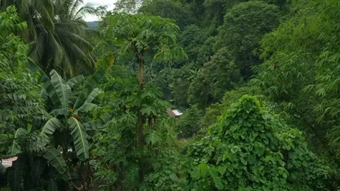 Philippines. View of green trees Stock Footage 255176051