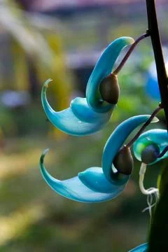 Philippines wine-jade background backgrounds bloom blossom blooms blossoms .. Stock Photos