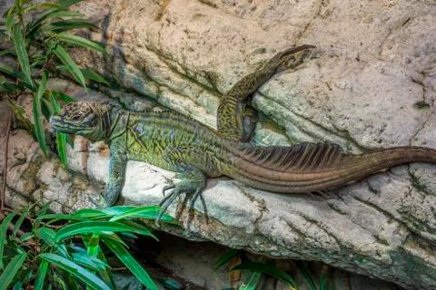 Philippinian sailfin lizard Stock Photos