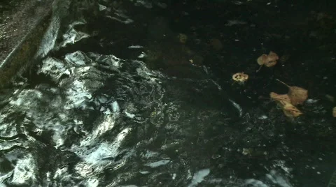 Philippino crocodile 10 Video stock 492854