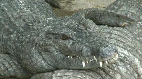Philippino crocodile 3 Stock Footage 492906