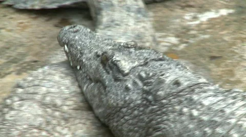 Philippino crocodile 4 Видео 492900