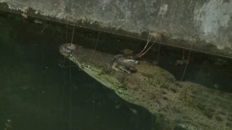 Philippino crocodile 5 Stock-Footage 492892