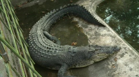 Philippino crocodile 6 Stock Footage 492882