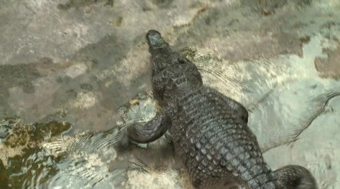 Philippino crocodile 8 Stock Footage 492870