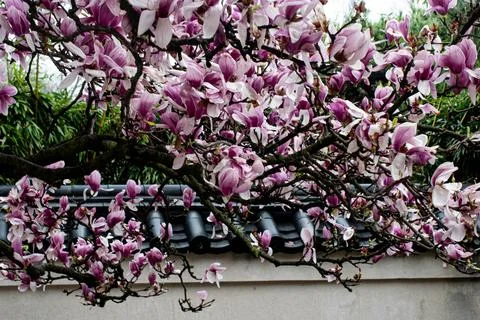 Philly Cherry Blossoms Stock Photos