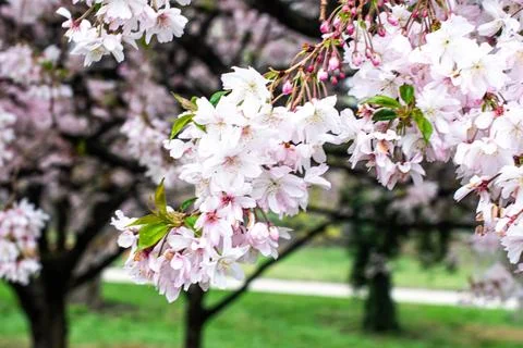 Philly Cherry Blossoms Stock Photos