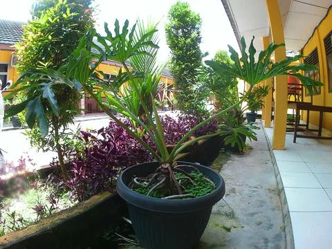 Philo dendrum 스톡 사진