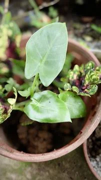 Philodendron, arrowhead Stock Photos