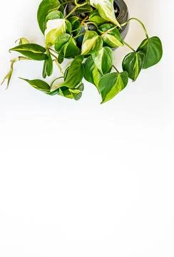 Philodendron brasil Stock Photos