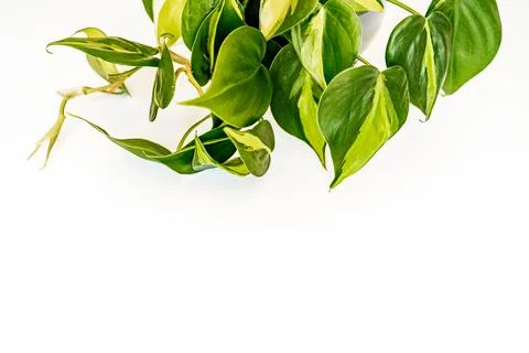 Philodendron brasil Foto stock