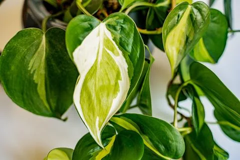 Philodendron brasil Stock Photos