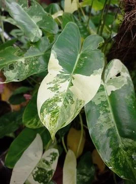Philodendron burlemark 写真素材