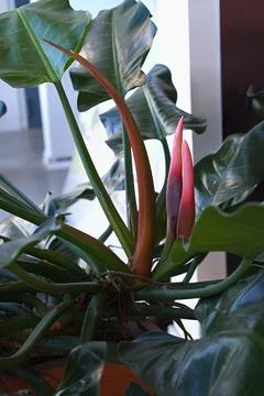 Philodendron close-up with flower buds Stock Photos