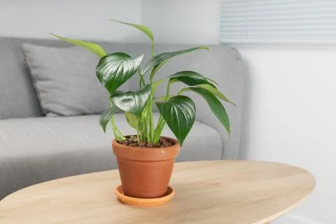 Philodendron Dragon Tail Stock Photos