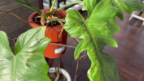 Philodendron dragon variegated Stock Footage 230939464