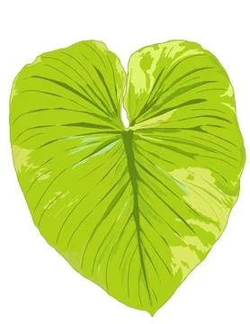 Philodendron Stock Illustration