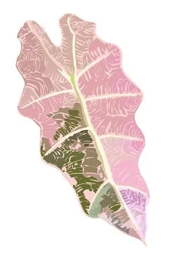 Philodendron Illustrazione stock